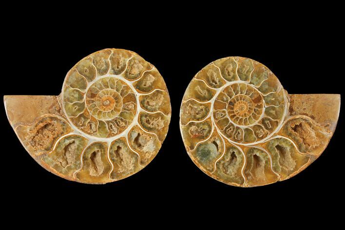 4.2" Cut & Polished Agatized Ammonite Fossil (Pair)- Jurassic